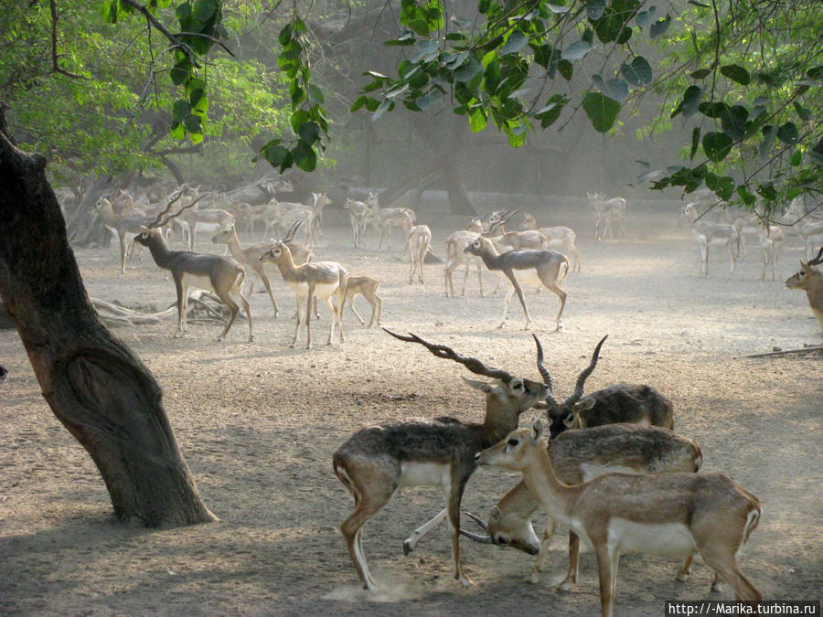 Национальный зоологический парк, Нью-Дели, Индия Дели, Индия