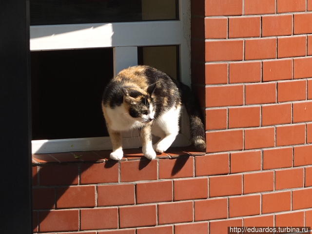 Мурчащие коты, яркие и не очень))) Санкт-Петербург, Россия Мурчащие коты, яркие и не очень))) Санкт-Петербург, Россия