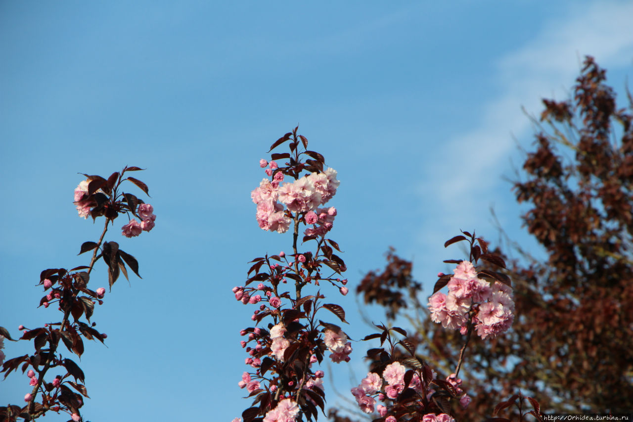 Цветущая весна на Джерси Джерси