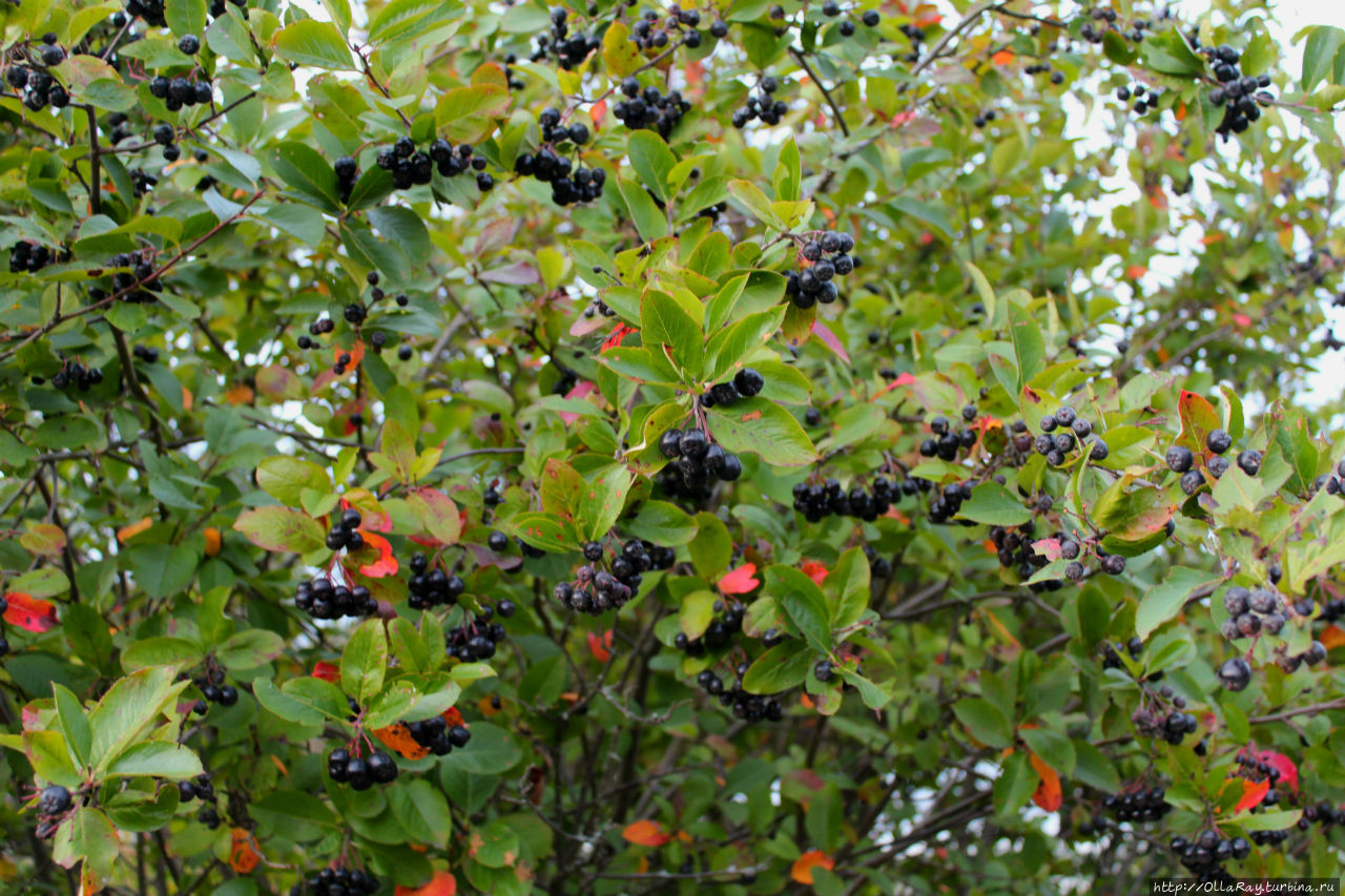 Осень радует не только цветением георгинов, но и урожаем ягод. Моя любимая черноплодка. Шуя, Россия