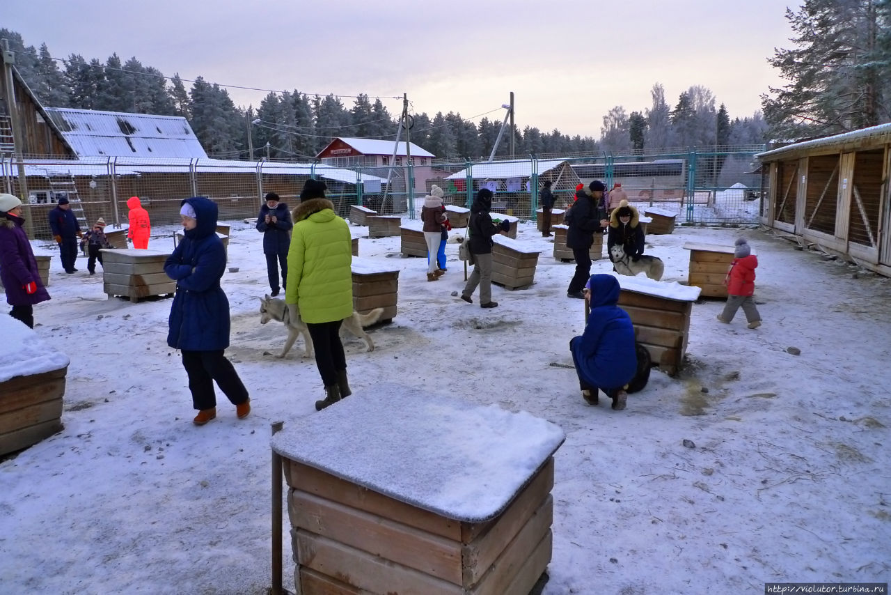 Петрозаводск, катание на собачьих упряжках Петрозаводск, Россия