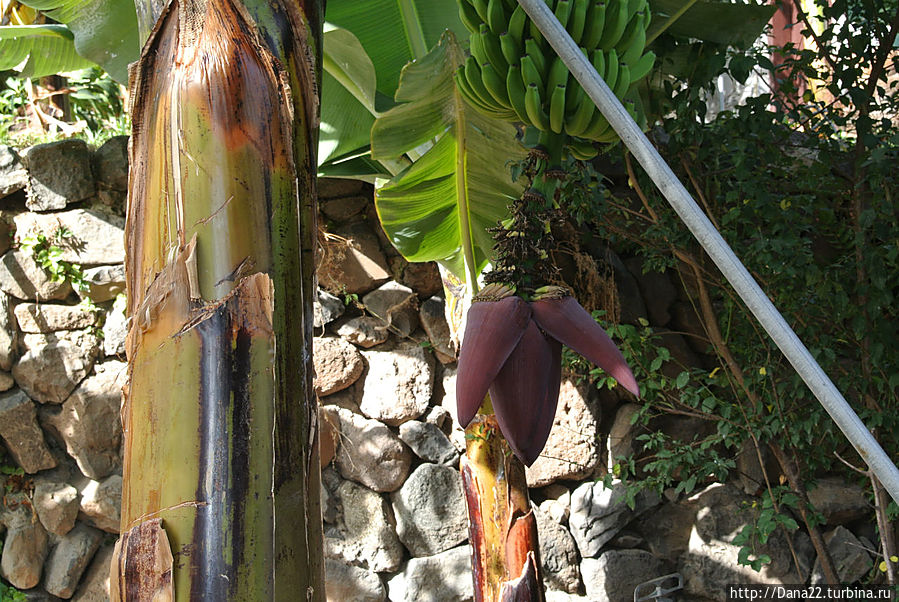 Цветок платаны Цветок платаны