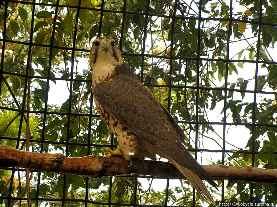 Зоопарк на Кок-Тобе Зоопарк на Кок-Тобе