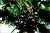 Я   уже  не  удивилась  пронумерованным  плодам  пальмы, после  того,  как   увидела   пронумерованным  каждое  дерево.