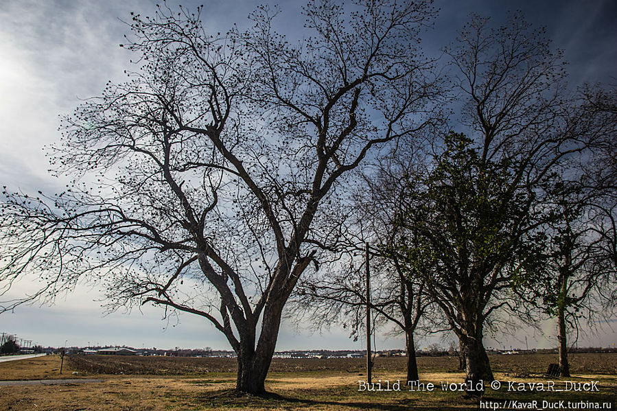 Пикан деревья :) Оклахома-Сити, CША