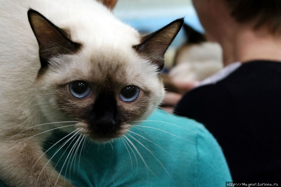 Самые любимые... Южно-Сахалинск, Россия Самые любимые... Южно-Сахалинск, Россия