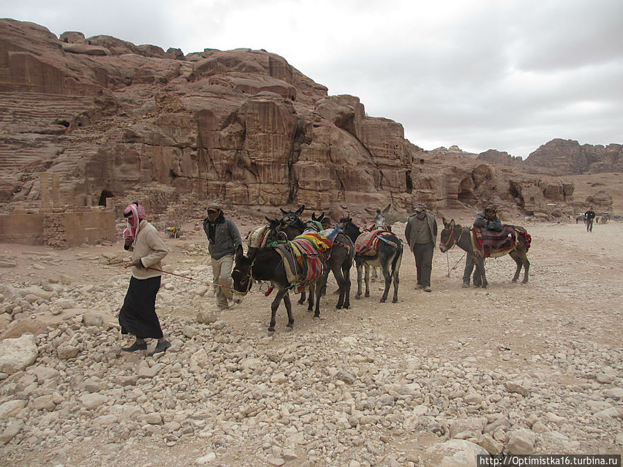 Нам ведут ослов Нам ведут ослов