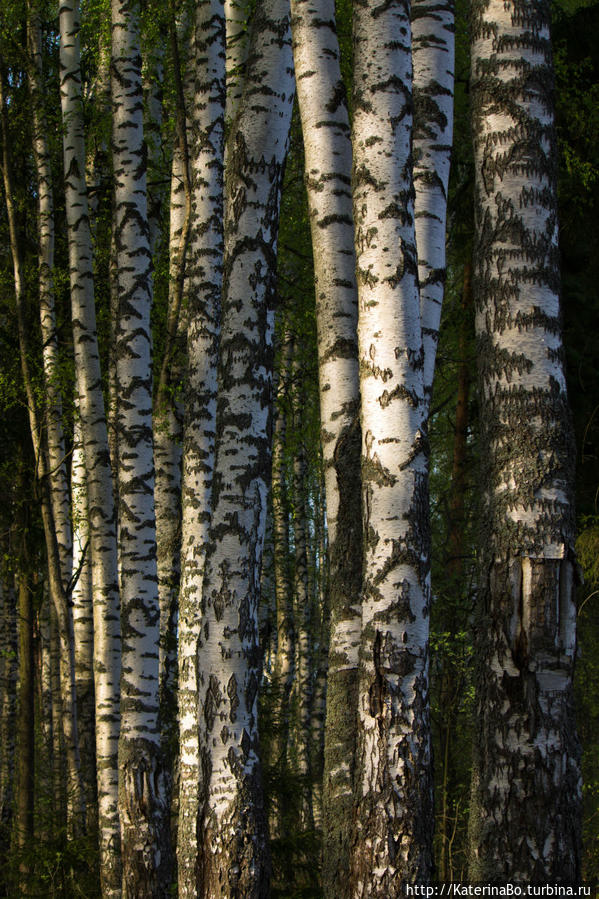 Для чего не стоит сидеть дома в первомай Истра, Россия Для чего не стоит сидеть дома в первомай Истра, Россия