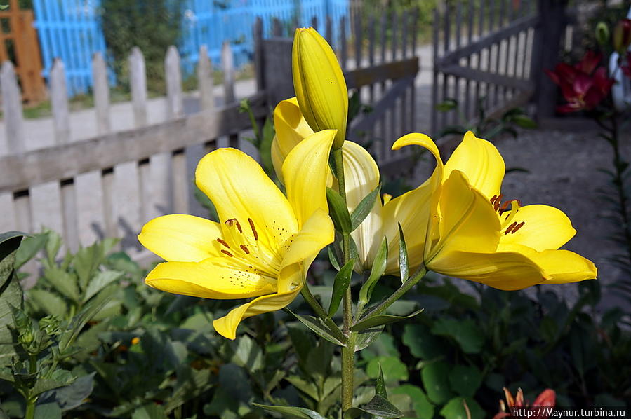 Цветок    с    загадочным    числом    три Южно-Сахалинск, Россия