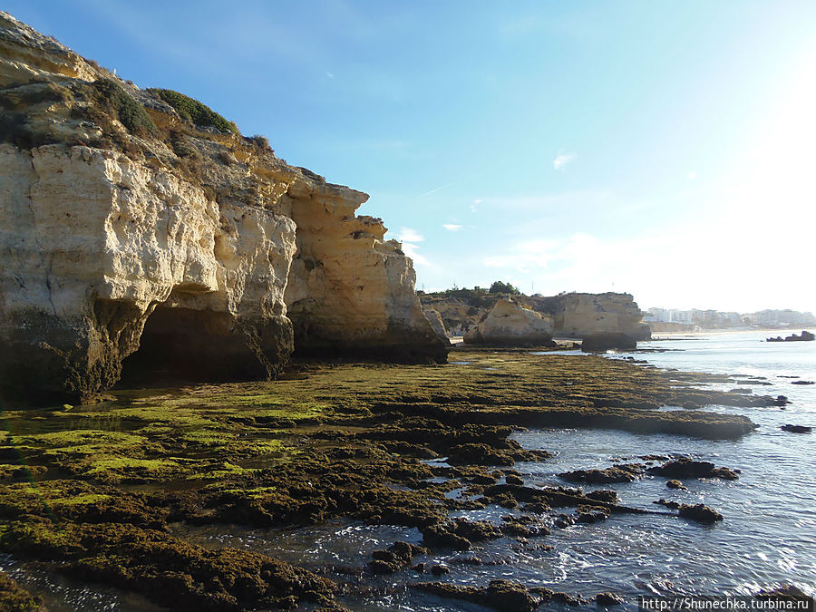 Во время отлива вдоль всего побережья образуется Во время отлива вдоль всего побережья образуется