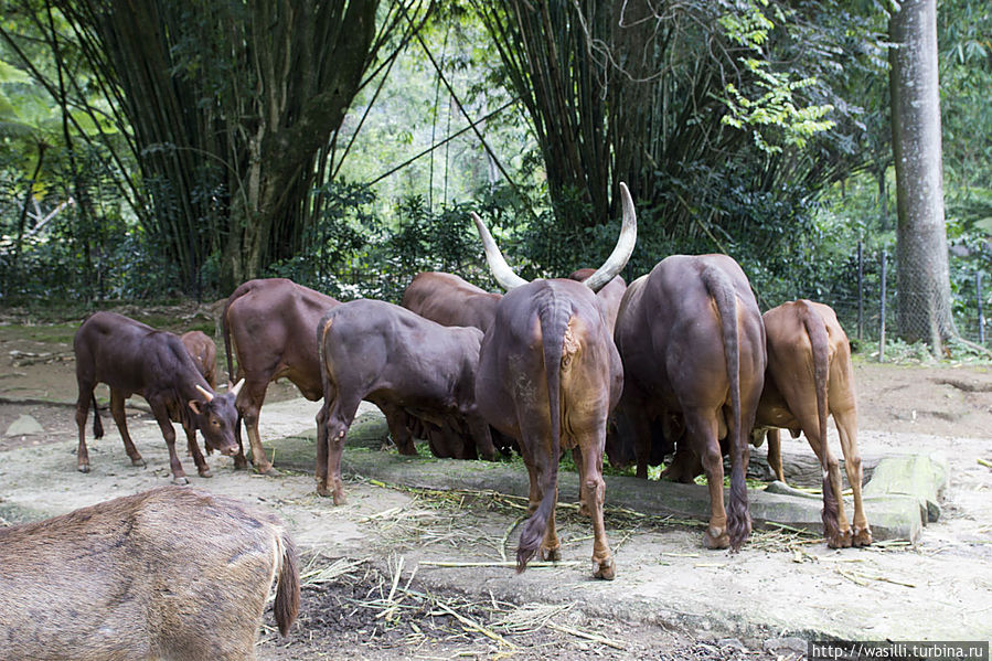 На морковку не клюнули... На морковку не клюнули...