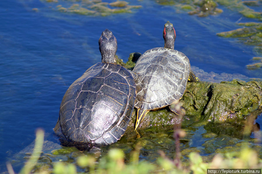 Болотные черепахи обитают во рве. Анамур, Турция
