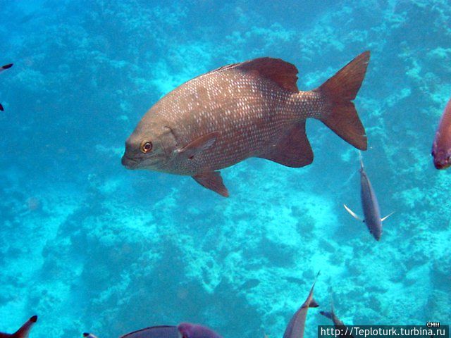 Это крупная рыба похожа на нашего леща Шарм-Эль-Шейх, Египет