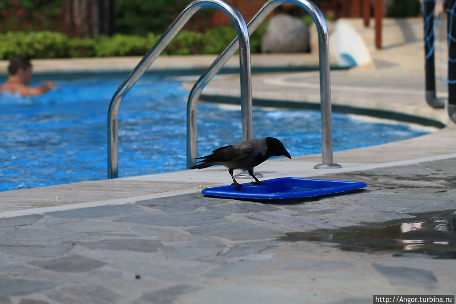 Ворона живущая в отеле утоляла жажду прямо из бассейна. Гёйнюк, Турция