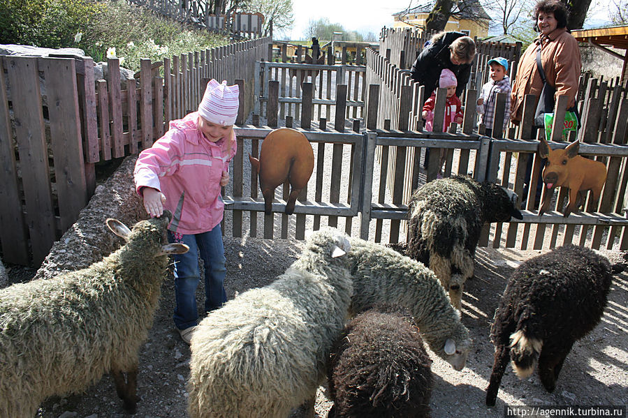Дочку напугали любопытные овцы Зальцбург, Австрия