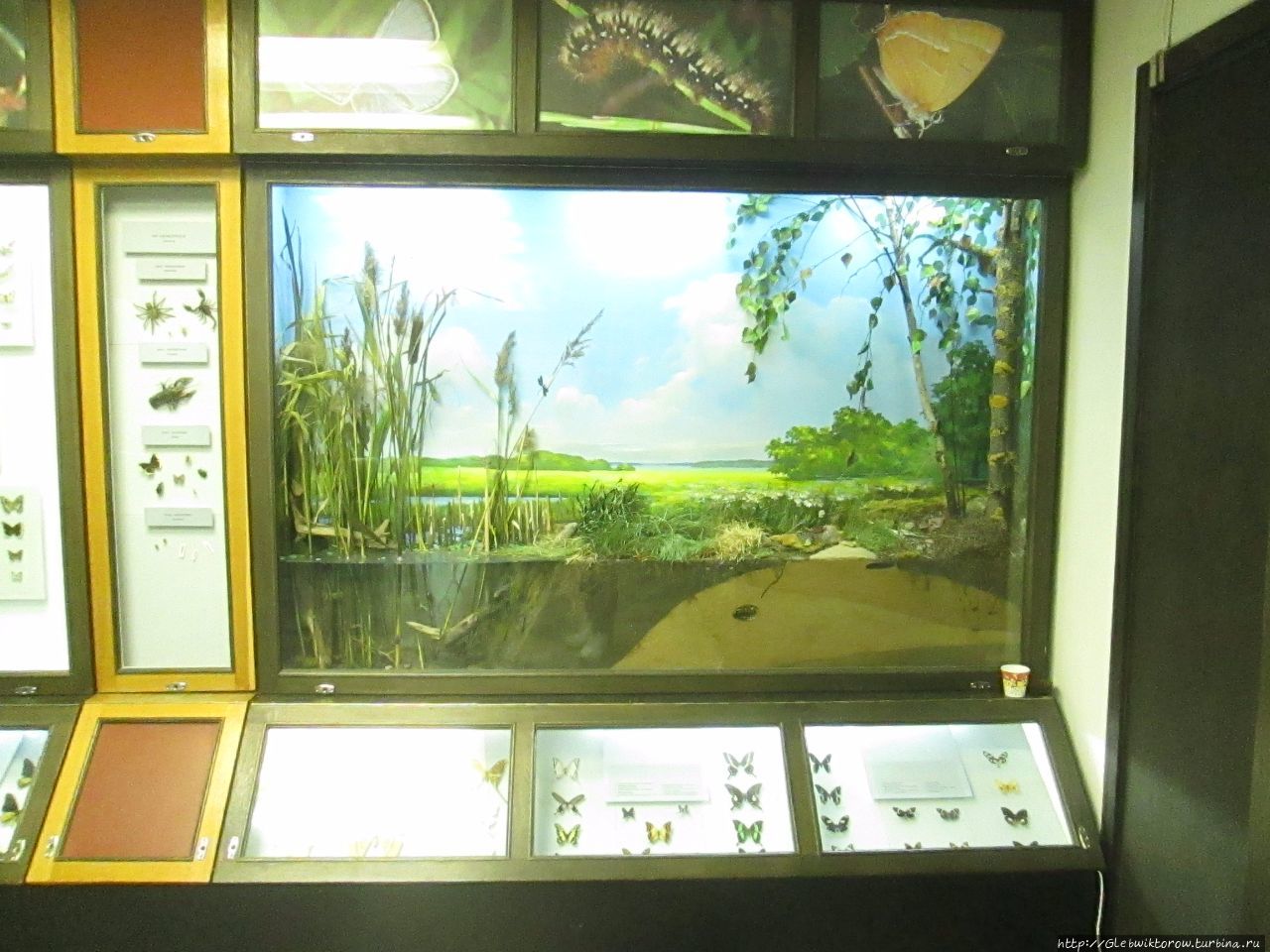 Музей природы и экологии Республики Беларусь Минск, Беларусь