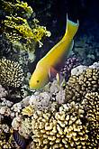Крутолобый попугай (Heavybeak parrotfish)