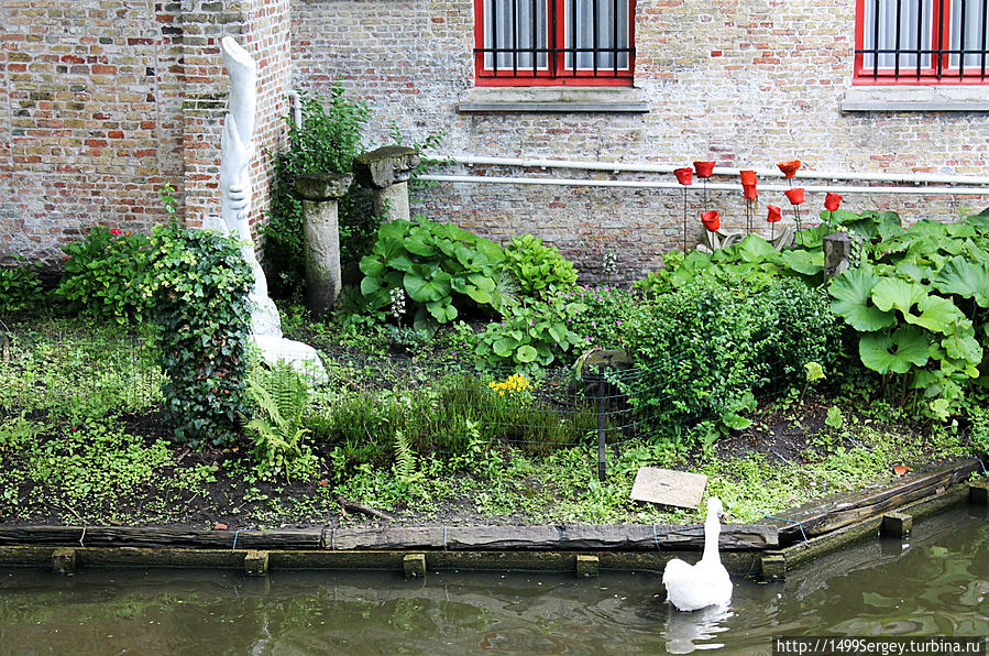 Лебеди Брюгге Лебеди Брюгге