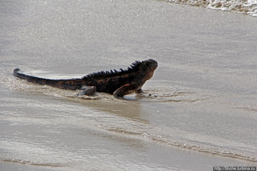 тут безраздельное царство морских игуан, хотя на открытом песке они себя чувствуют не уютно http://turbina.ru/authors/Shche/travels/view/130415/memo/86140/ Пуэрто-Айора, остров Санта-Крус, Эквадор