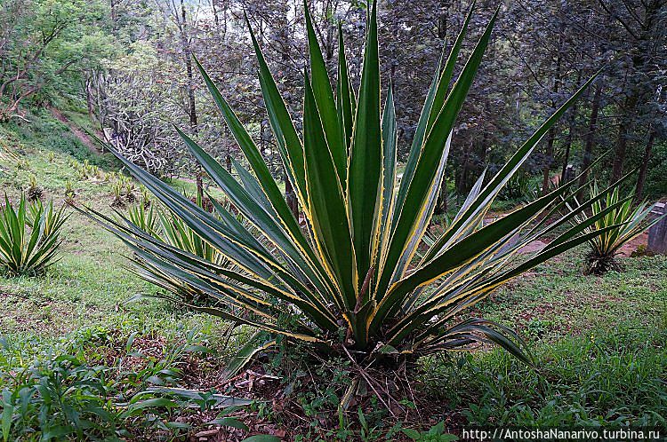 Агава Агава