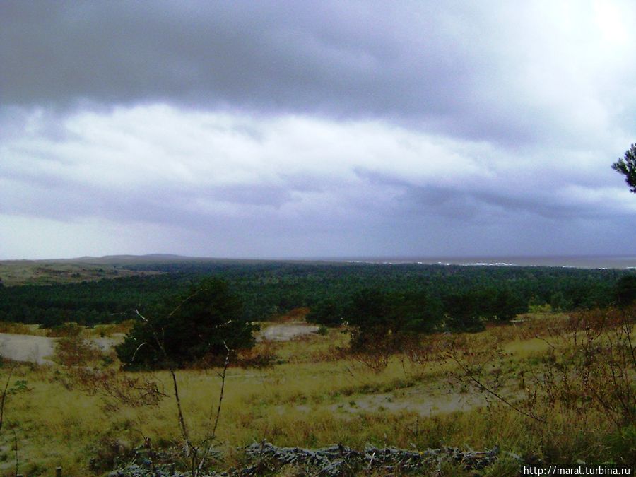 На Куршской косе желтизна дюн спорит с вечной зеленью сосновых боров Неринга, Литва