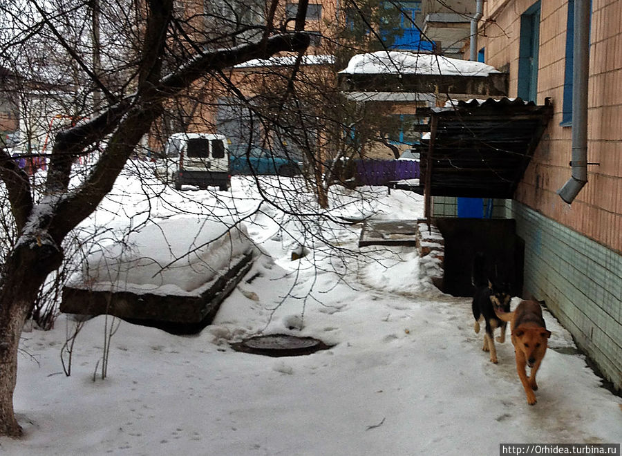 а это неданные гости к нашим героиням... Киевская область, Украина