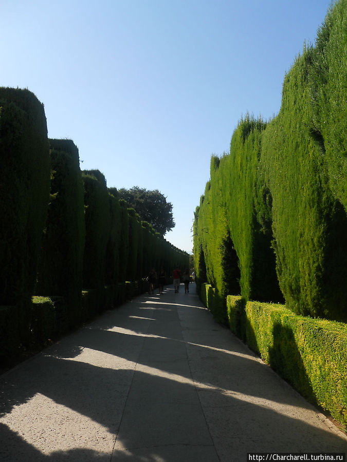 Растительность садов Хенералифе Гранада, Испания