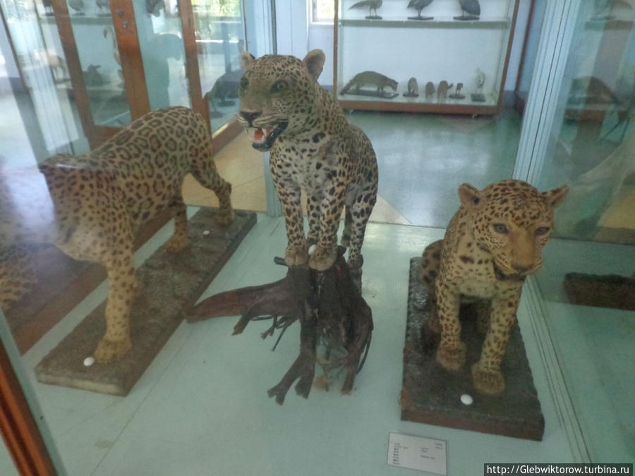 Музей зоологии Янгон, Мьянма