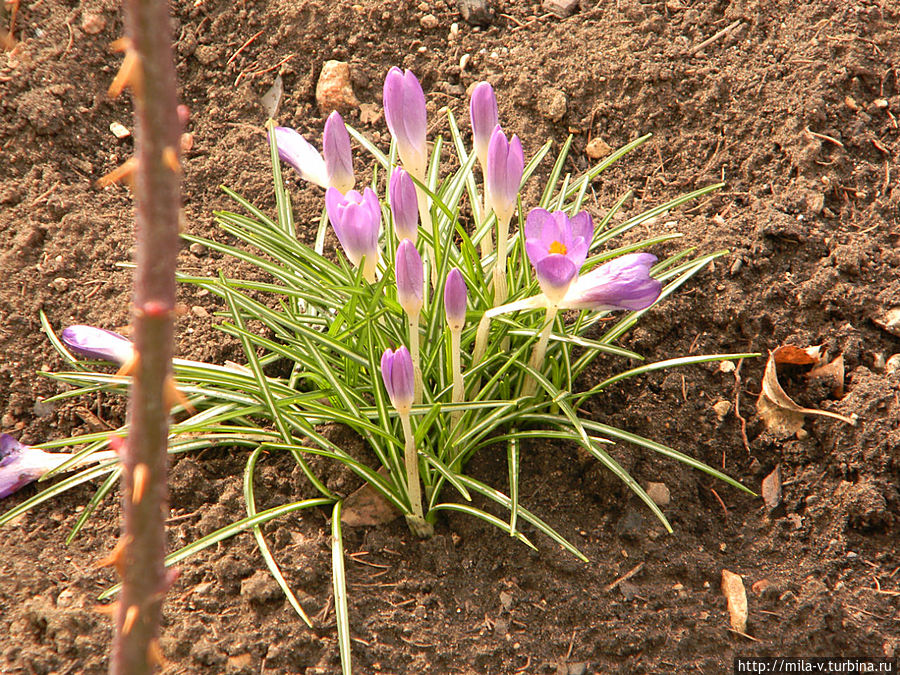 первоцветы в феврале первоцветы в феврале