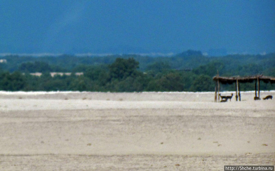 а здесь, только если хорошо приглядеться, видно и хозяев заповедник — антилоп даби Остров Джубейл, ОАЭ