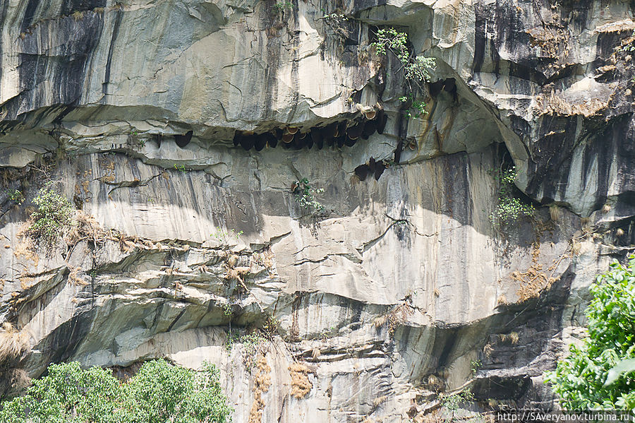 Соты диких пчёл на скалах Непал Соты диких пчёл на скалах Непал
