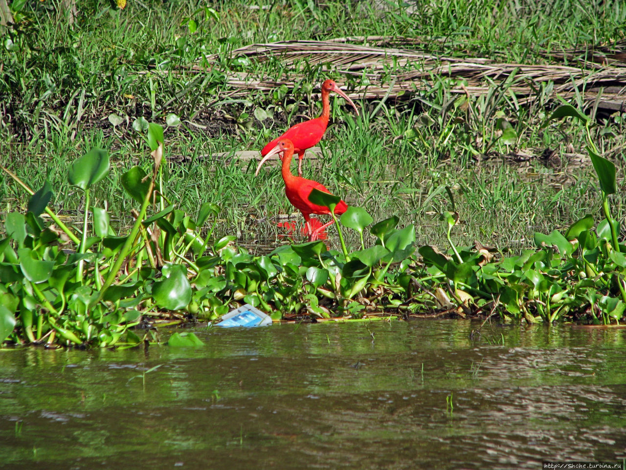В дельте Ориноко Национальный парки Дельта дель Ориноко, Венесуэла