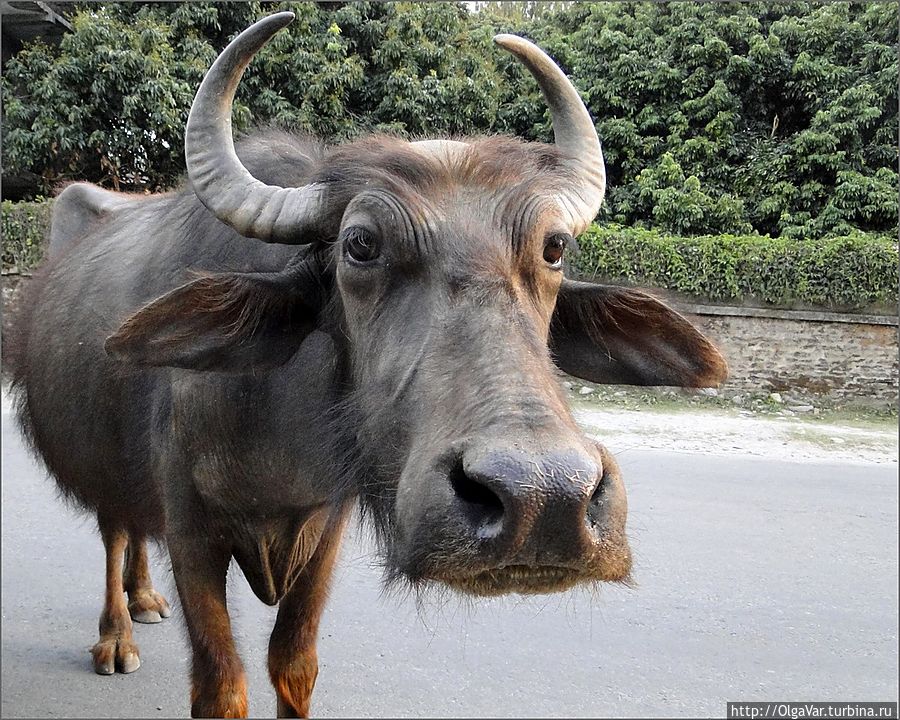 Откуда ни возьмись, на улице появились мохнатые то ли коровы, то ли волы с умильно-печальным выражением, тоже никуда не спешившие. Они тыкались мордами в прохожих, словно спрашивая их, что происходит... Покхара, Непал