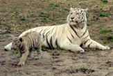 Бенгальская белая тигрица с малышом.