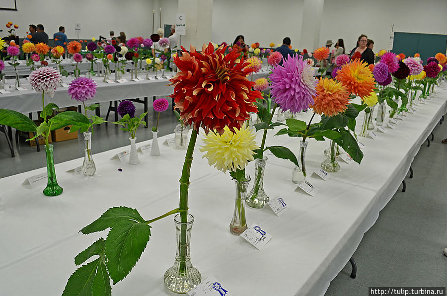 Выбор за вами Сан-Диего, CША Выбор за вами Сан-Диего, CША