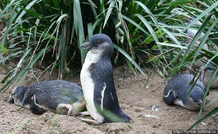Семейка голубых пингвинов