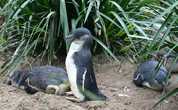 Семейка голубых пингвинов. Из Интернета