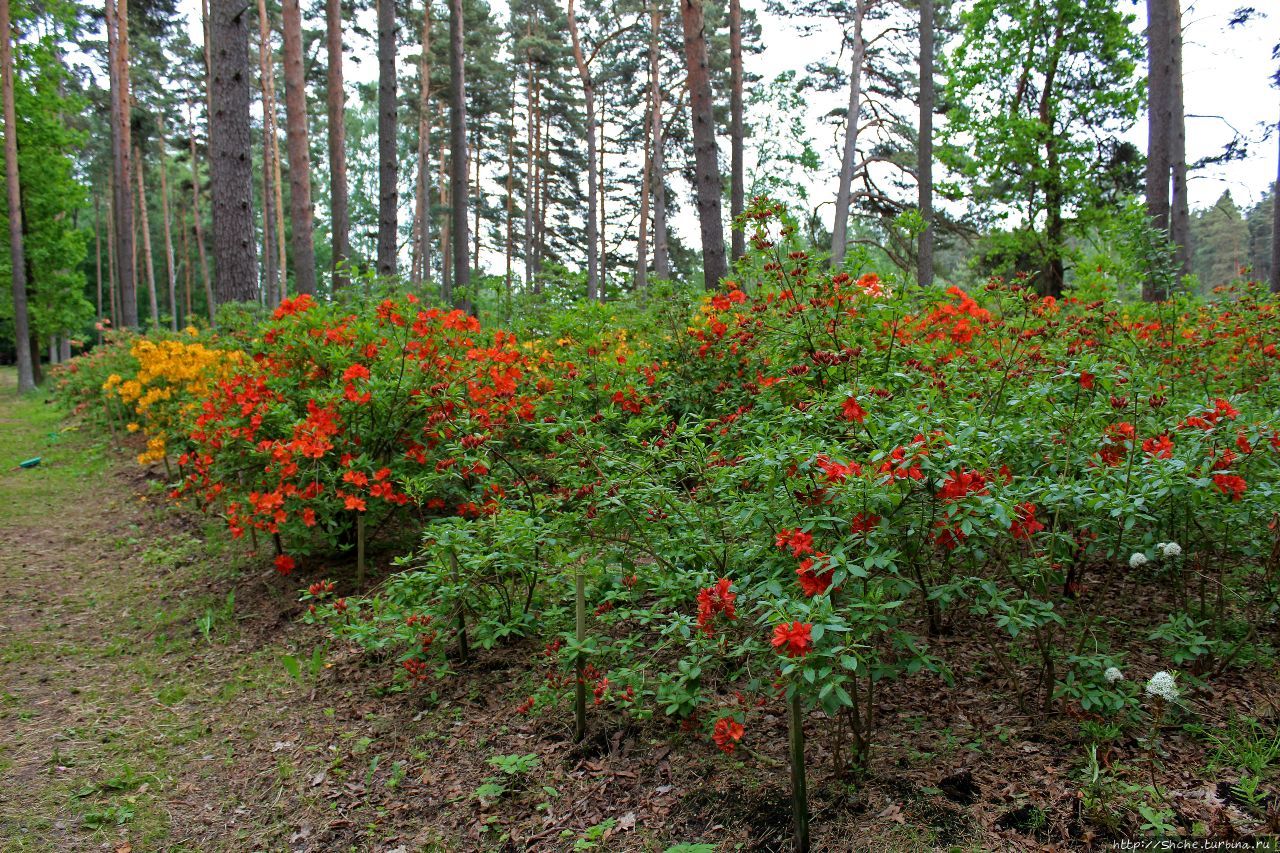 Селекционно-испытательный питомник рододендронов Бабите, Латвия