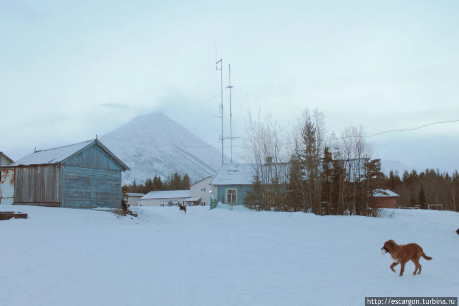 Милый глупый Чупакабра Мурманская область, Россия Милый глупый Чупакабра Мурманская область, Россия