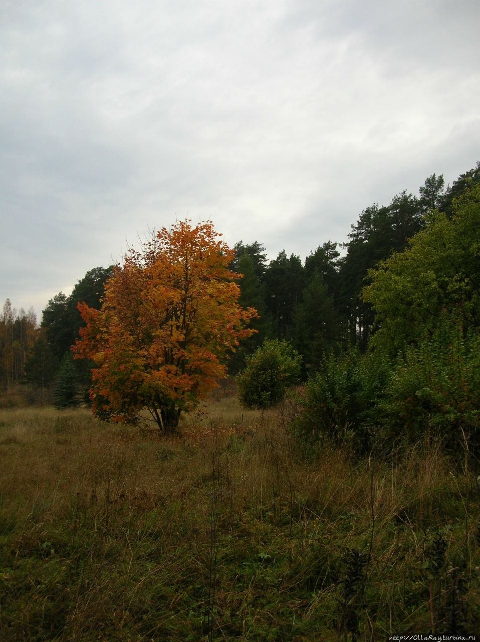 Осень в ботсаду Петрозаводск, Россия
