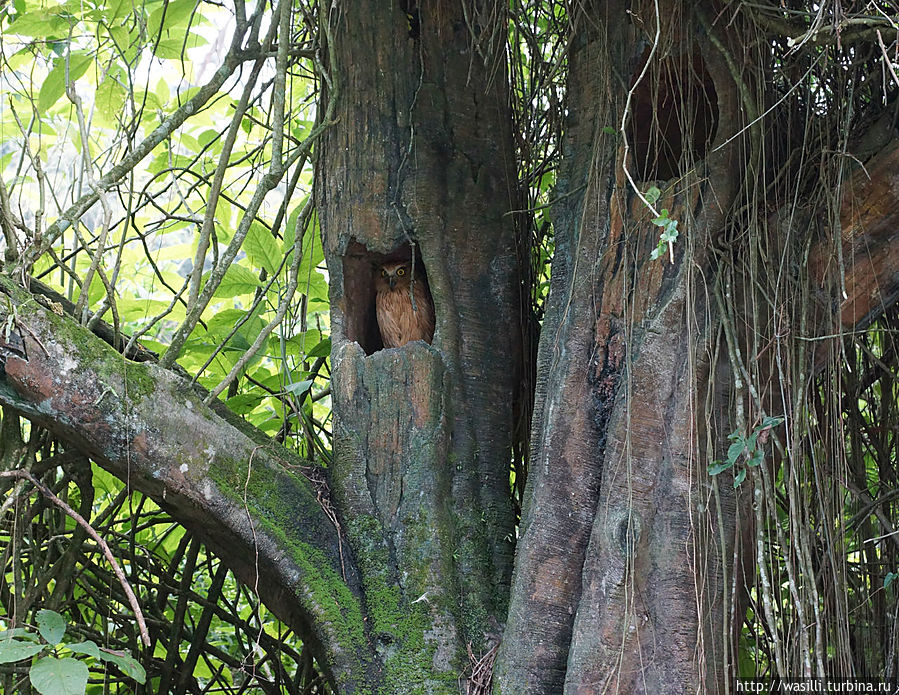 Филин. (живой!) Филин. (живой!)
