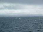 Показались фонтанчики китов