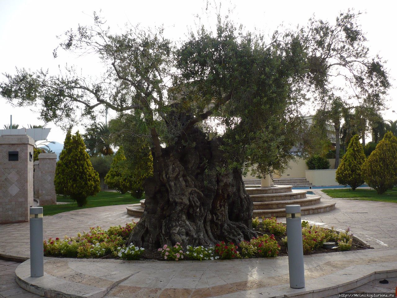 Самая старая олива Пелопоннеса / The oldest olive of the Peloponnese