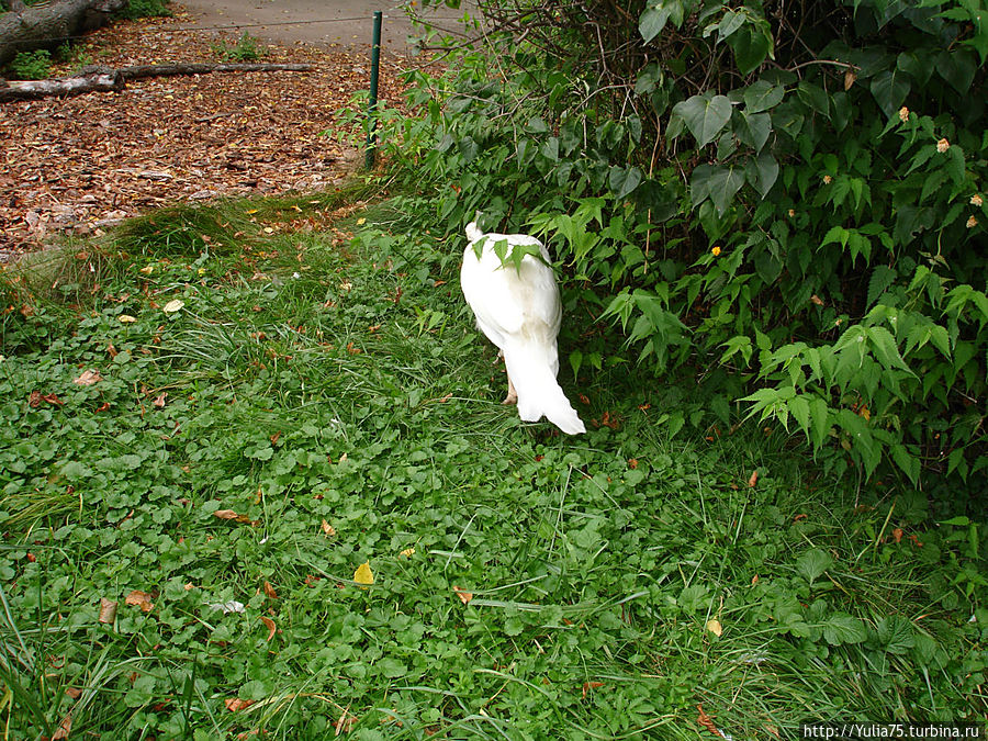 Зоопарк Шёнбрунн Вена, Австрия Зоопарк Шёнбрунн Вена, Австрия