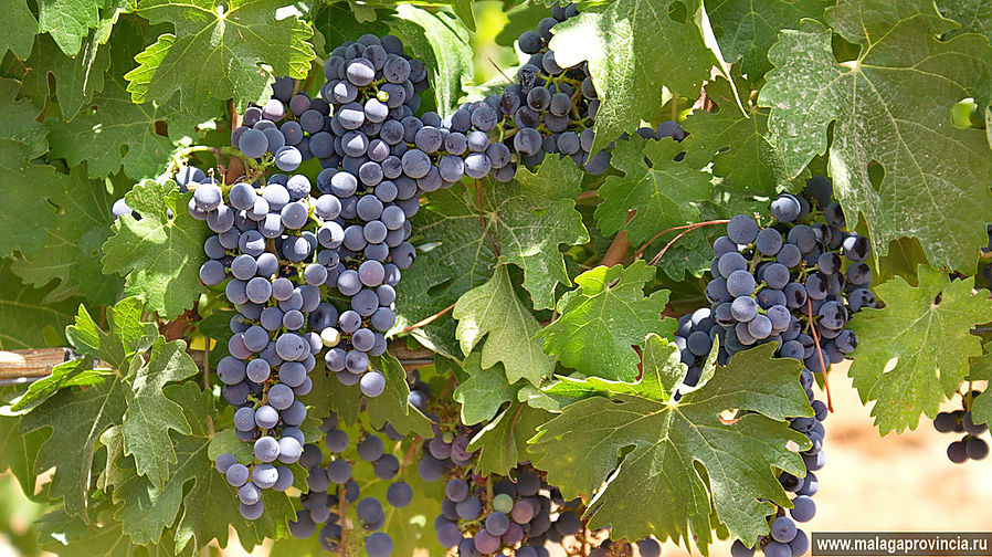 Виноград Пино Нуар Ронда, Испания