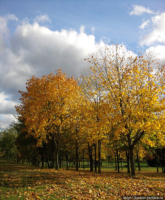 Яркие наряды осени — листья кленов и рябиновые бусы Минск, Беларусь