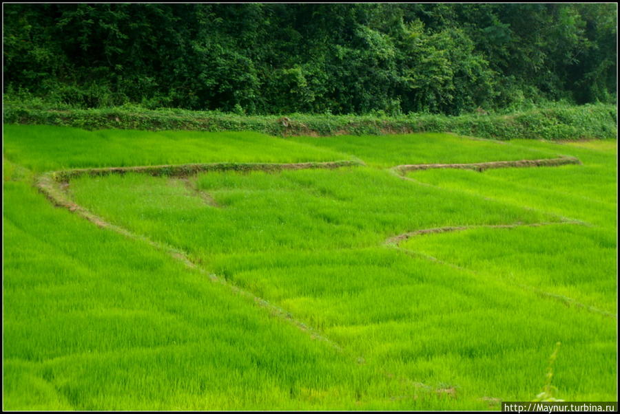 Рисовые   поля. Тангалла, Шри-Ланка