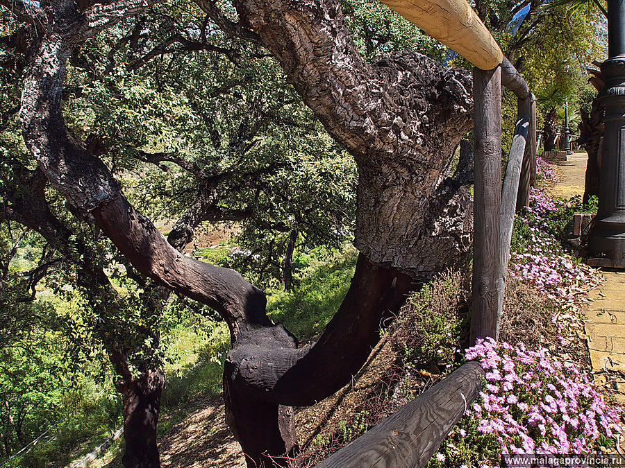 пробковые дубы Марбелья, Испания