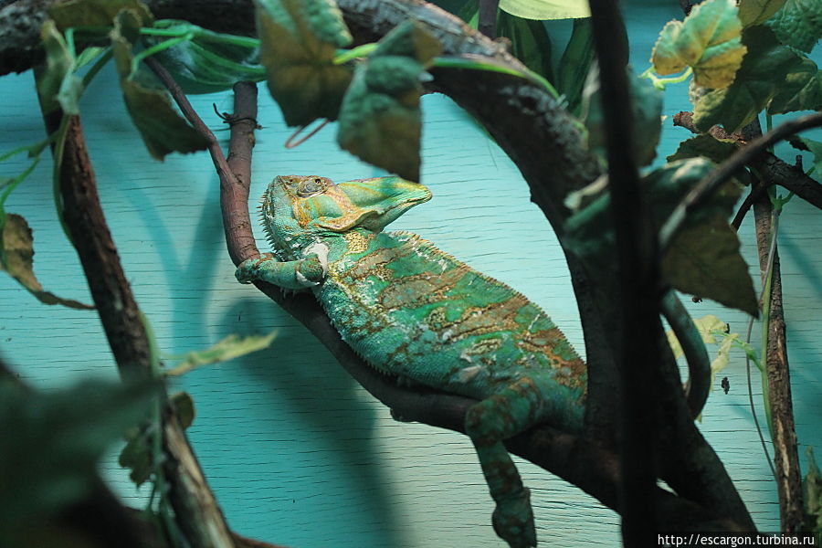 Йеменский хамелеон (Chamaeleo calyptratus) Минск, Беларусь