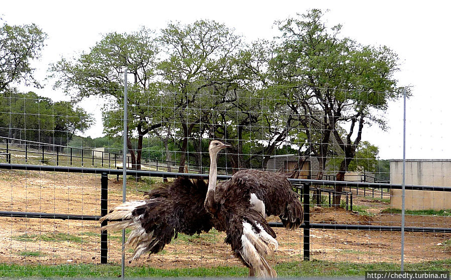 Специальный техаский летающий страус:) Специальный техаский летающий страус:)